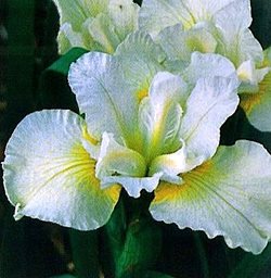 Ирис сибирский 'Уайт Сверл' / Iris sibirica 'White  Swirl'